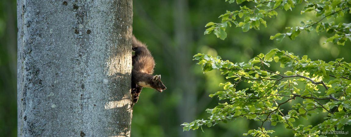 Podróż po lesie – wilki, ogłodki i inne historie